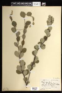 Betula pumila image