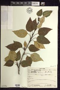 Populus balsamifera image