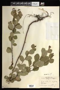 Betula pumila image