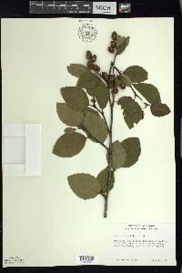 Alnus viridis image