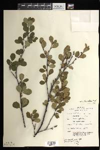 Betula pumila image