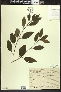 Ilex mucronata image