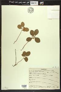 Gaultheria procumbens image