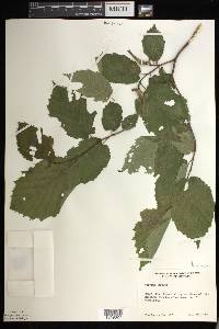 Corylus cornuta image