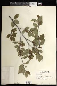 Betula × sandbergii image