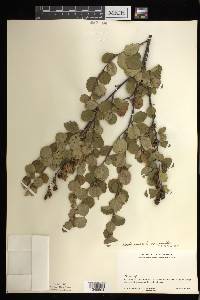 Betula pumila var. pumila image