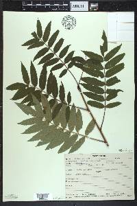 Sorbus americana image