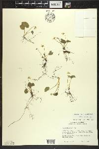 Viola blanda image