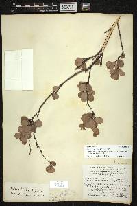 Betula pumila image