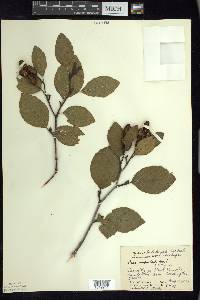 Alnus viridis image