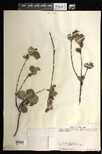 Betula pumila image