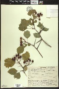 Crataegus chrysocarpa image