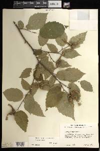 Corylus cornuta image