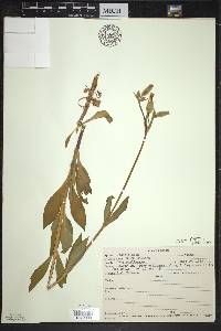 Silene latifolia image