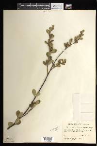 Betula pumila image