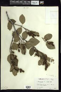 Alnus viridis image