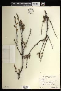 Betula pumila image