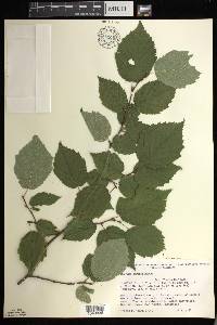 Corylus cornuta image