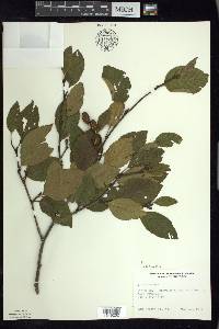 Alnus viridis image