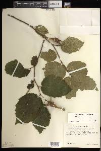 Corylus cornuta image