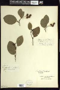 Alnus viridis image