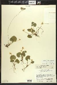Viola blanda image