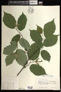 Corylus cornuta image