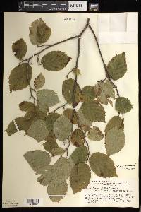 Corylus cornuta image