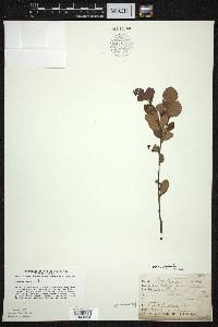 Betula pumila var. pumila image