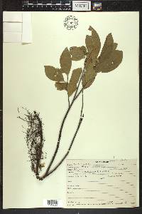 Rhamnus alnifolia image