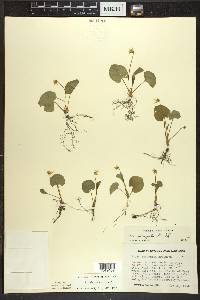 Viola blanda image