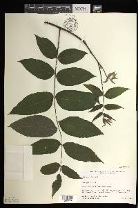 Juglans cinerea image