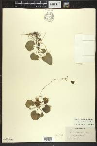 Viola blanda image