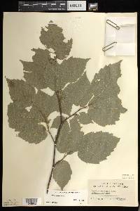 Corylus cornuta image