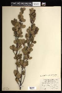 Betula pumila image