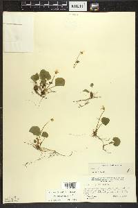 Viola blanda image