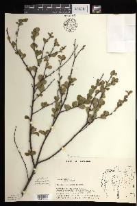 Betula pumila image