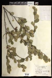 Betula pumila image