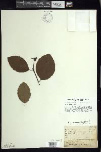 Alnus viridis image