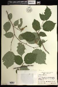 Corylus cornuta image