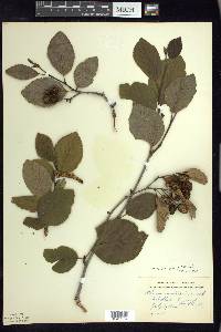 Alnus viridis image