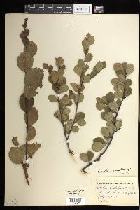 Betula pumila image