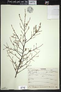 Tsuga canadensis image