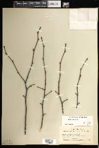 Corylus cornuta image