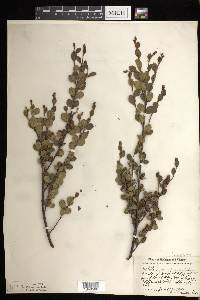 Betula pumila image