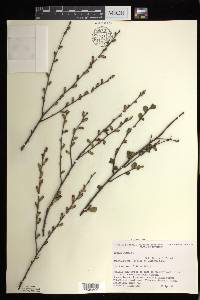 Betula pumila image