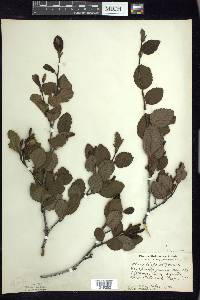 Alnus viridis image