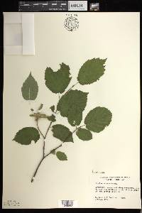 Corylus cornuta image