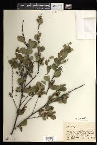 Betula pumila image