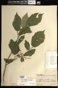 Corylus cornuta image